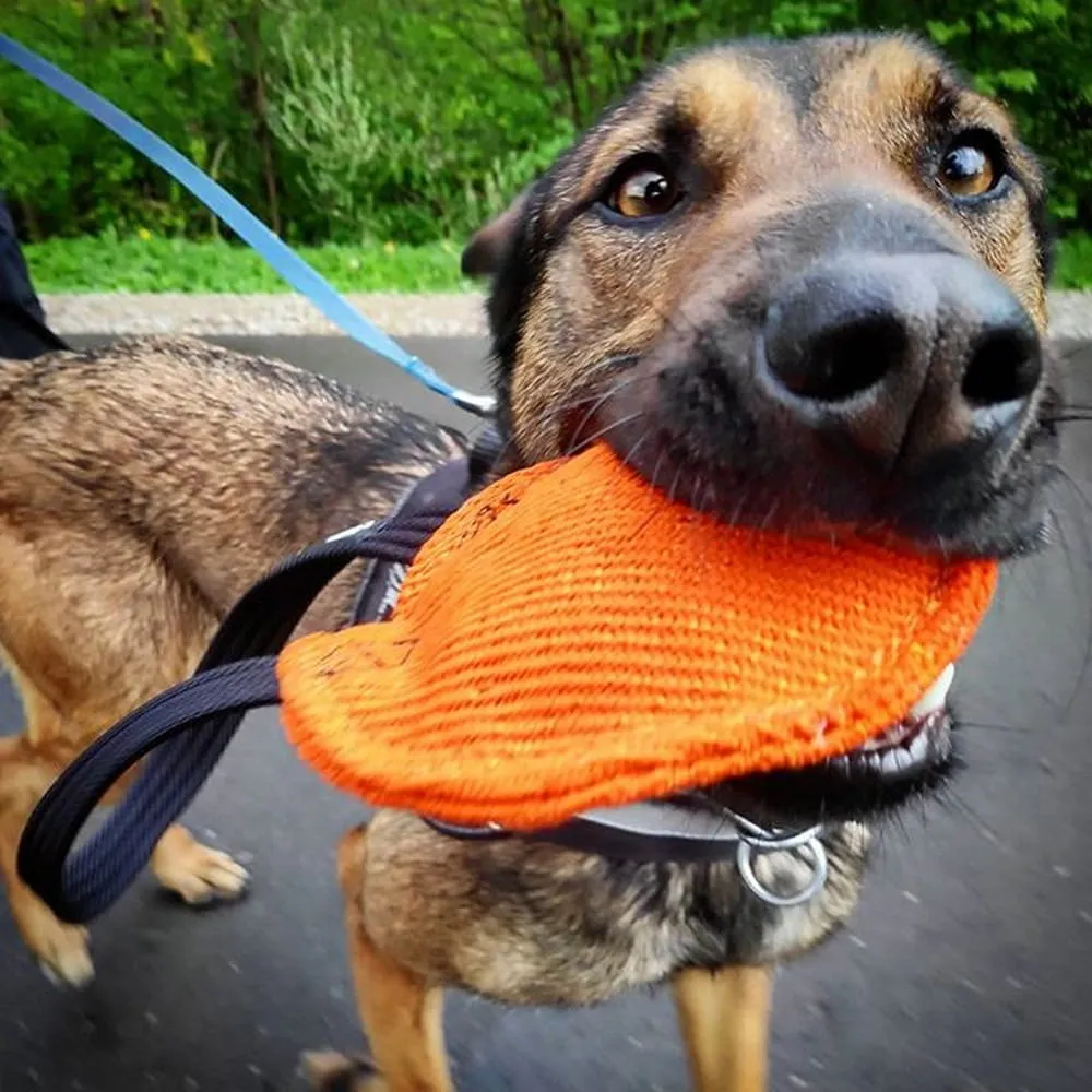 Dingo Gear BERTA Bite Tug Disc